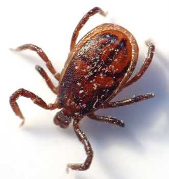 Ticks