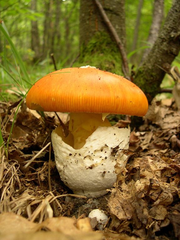 Amanita Caesarea - "Le meilleur champignon du monde !”