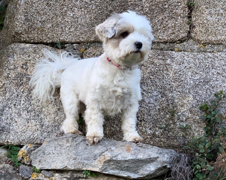 Lost Pet Scam PO Life