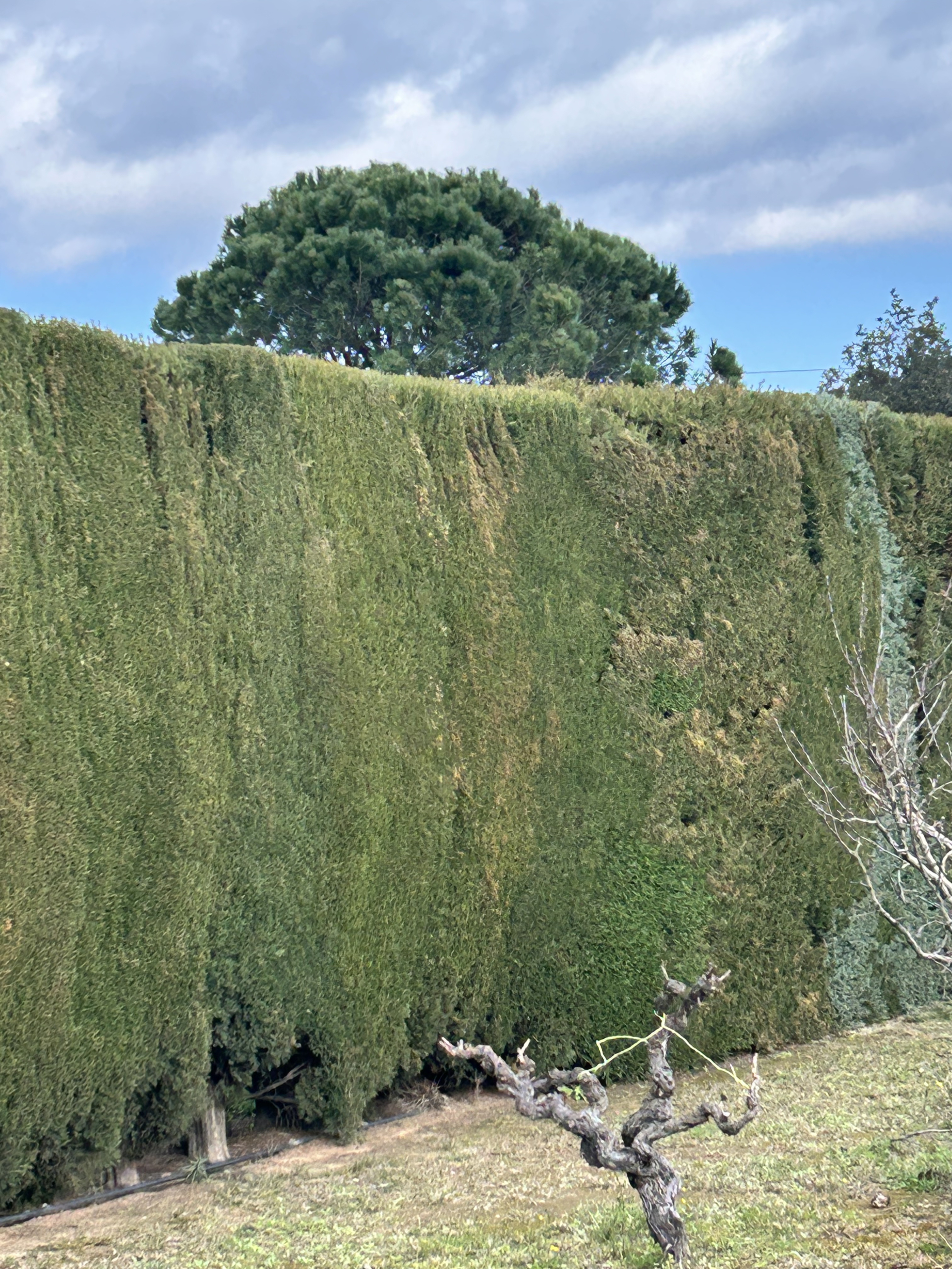 hedges and bushes/haies et buissons