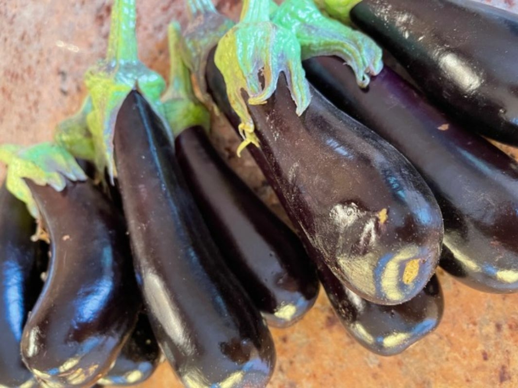 aubergines