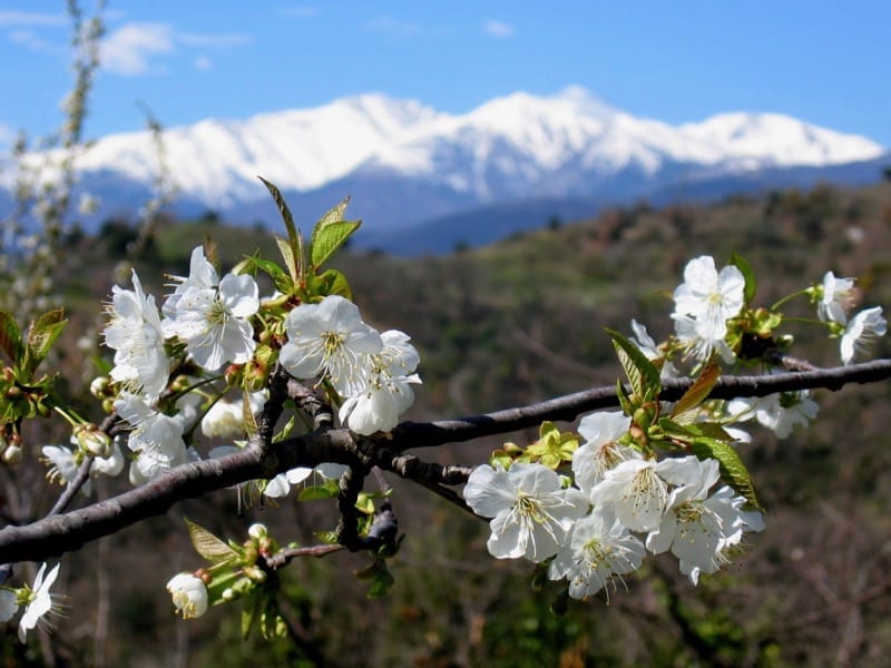 Cherry Blossom