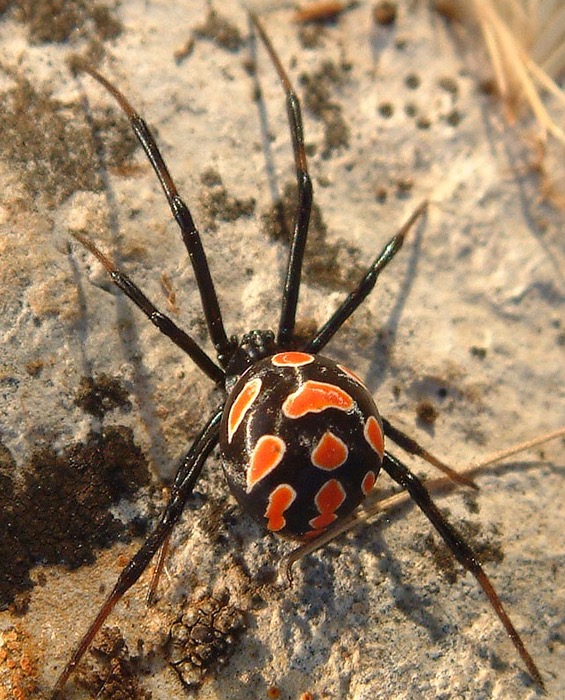 Latrodectus_tredecimguttatus_female