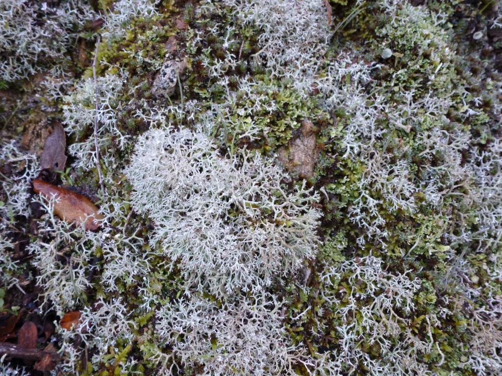 Lichen 1