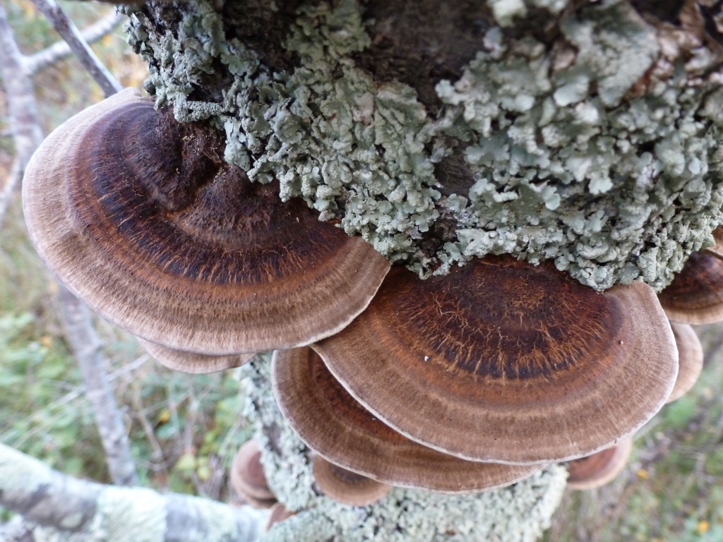 Lichen and fungi on dead tree