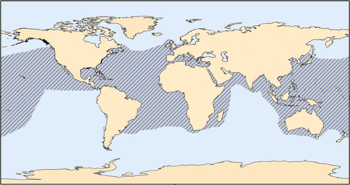 Range of the loggerhead sea turtle according to the National Oceanic and Atmospheric Administration (PHOTO: WIKIPEDIA)
