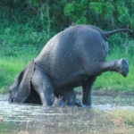 Mabula doing Downward Elephant yoga position