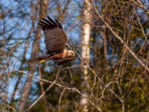 Marsh Harrier po naturally