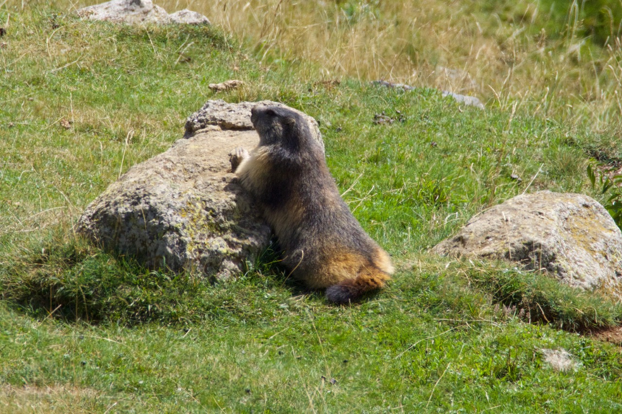 Marmot