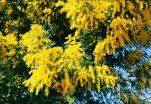 Mimosa