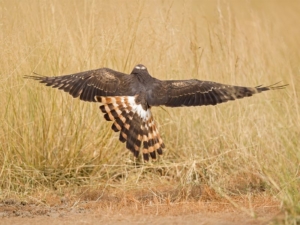 Montagu's harrier po naturally