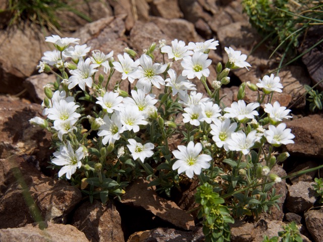 Mouse-ear or Saxifrage