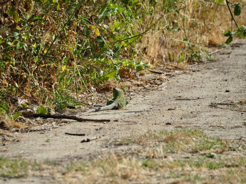 Ocellated lizard, Lézard ocellé