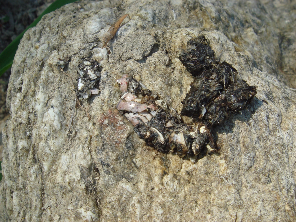 Otter spraint