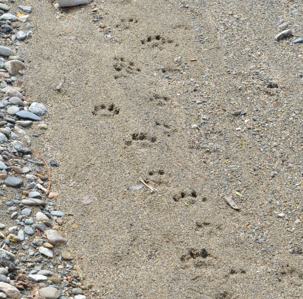 Otter tracks