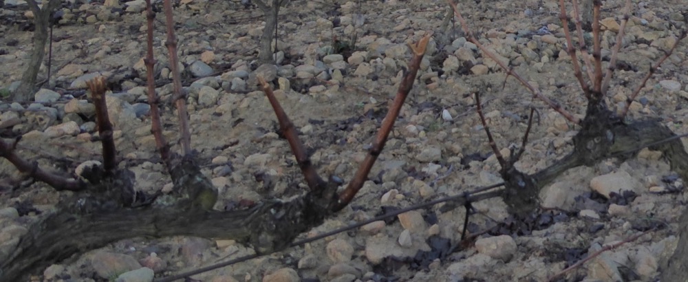 vines in winter