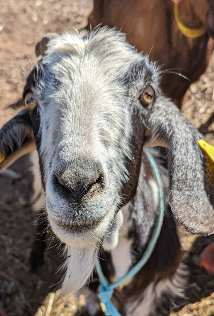 GOAT FARM The Does: A Visit to La Chèvrerie / Fromagerie du Boulou to meet Nicolas & Marie Navarrete