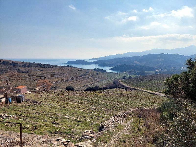 Paulilles and vineyards
