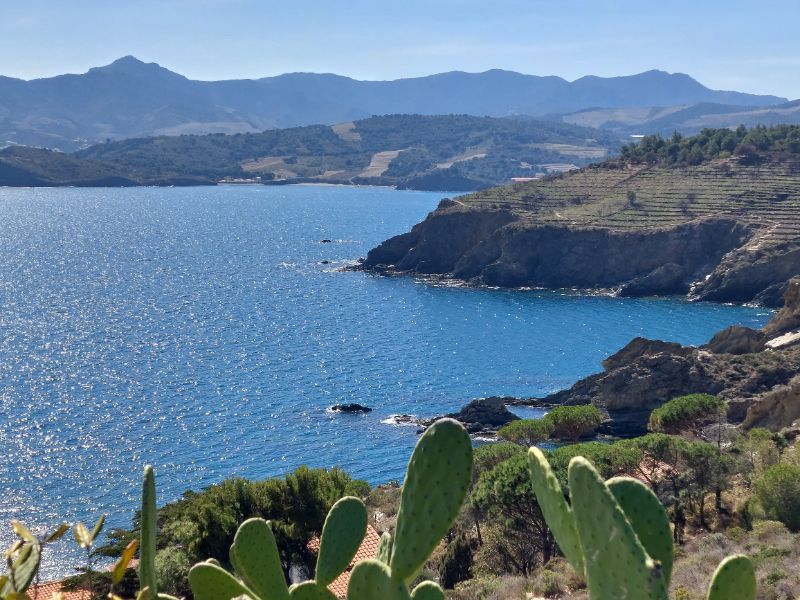 Paulilles bay and cactus