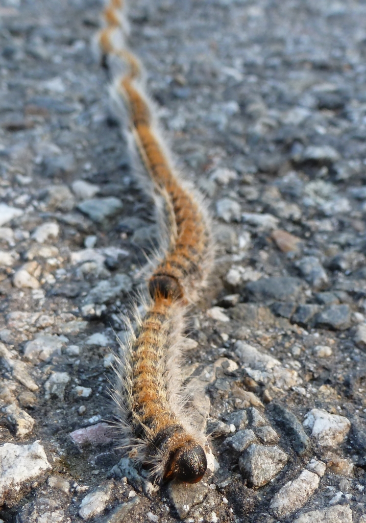 Pine Processionary caterpillars