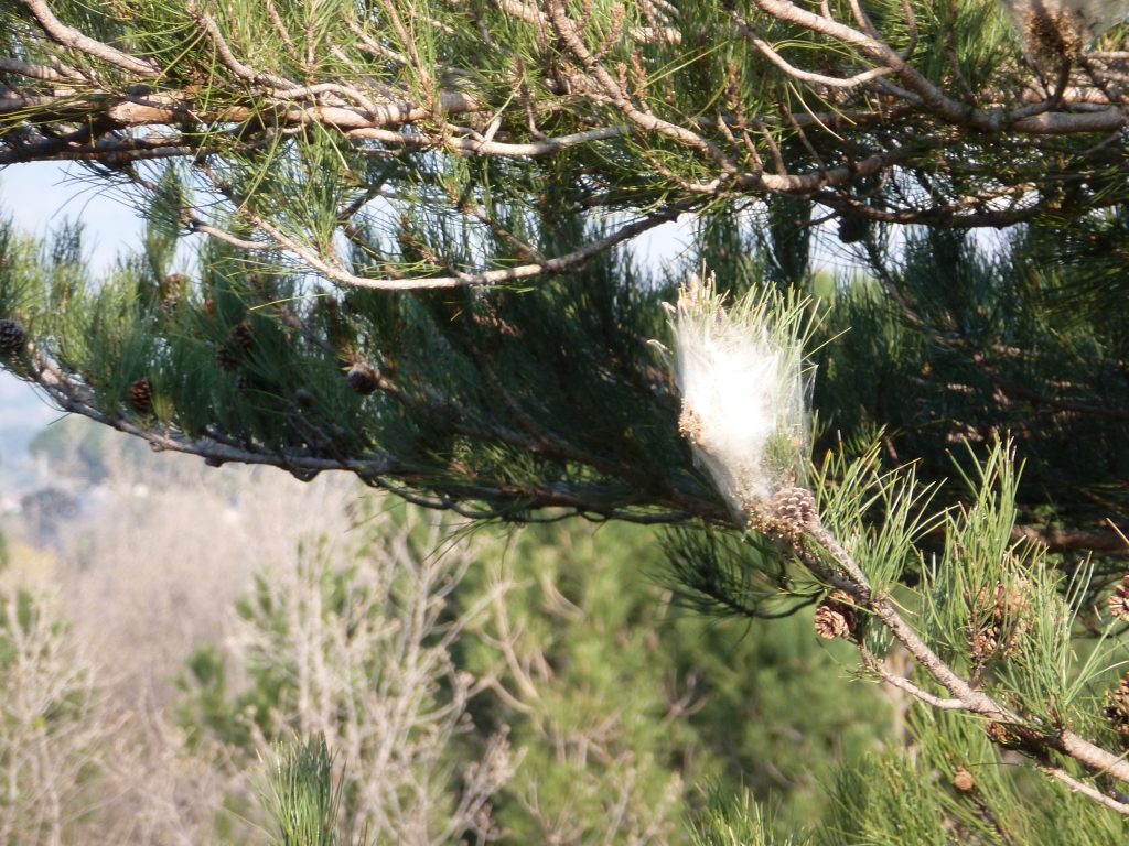 Pine processionary nest