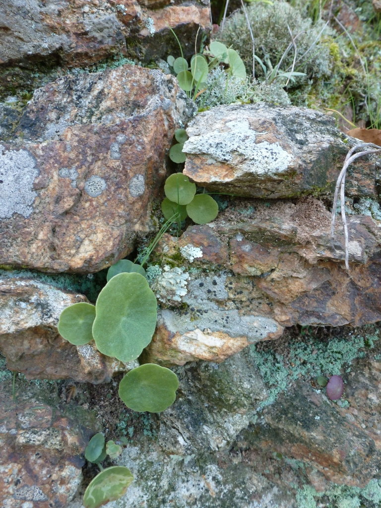 Plant in crevice