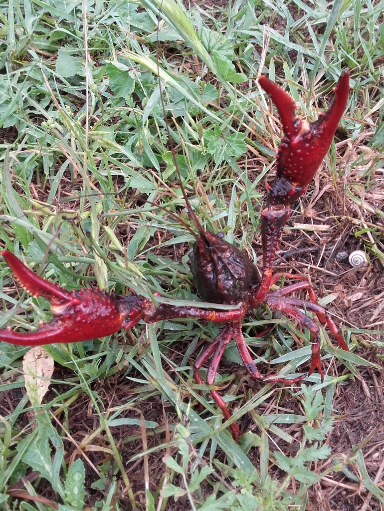 Red Swamp Crayfish