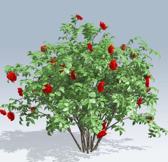 RedRoseBush