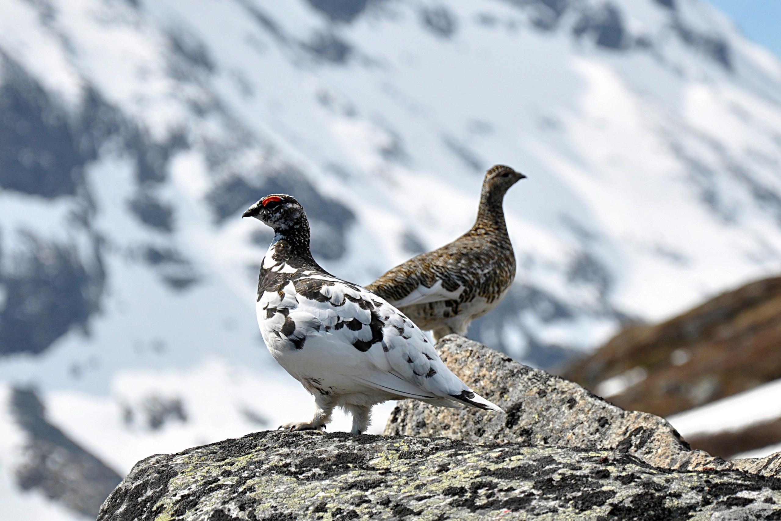 Rock Ptarmigan eyne