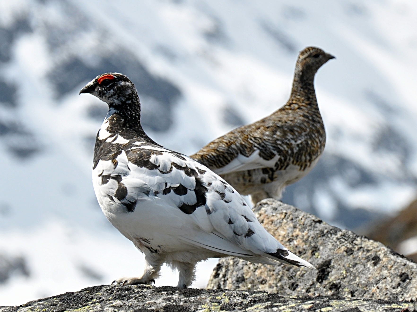 Rock_Ptarmigan_(Lagopus_Muta)