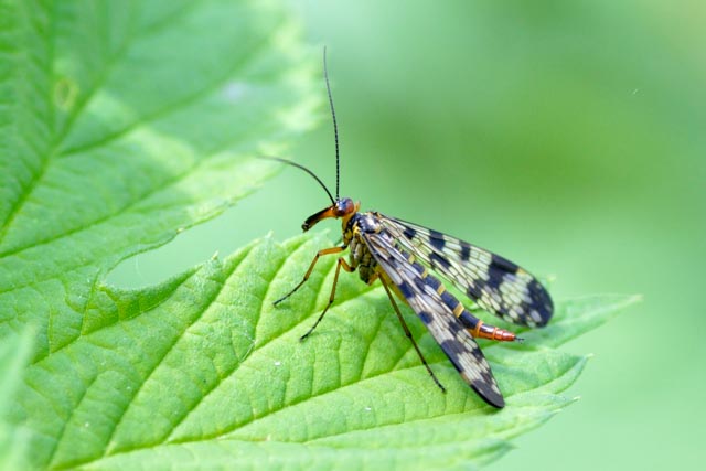 Scorpionfly - Panorpa family