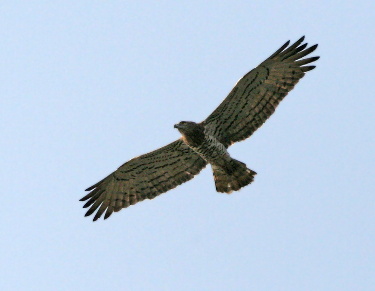 Short-Toed_Snake_Eagle_(Circaetus_gallicus)_in_Kawal_WS,_AP_W_IMG_2266