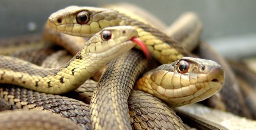 Snakes of the Pyrénées-Orientales