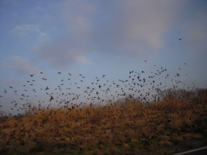 Starlings