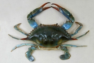 Callinectes sapidus, the blue crab