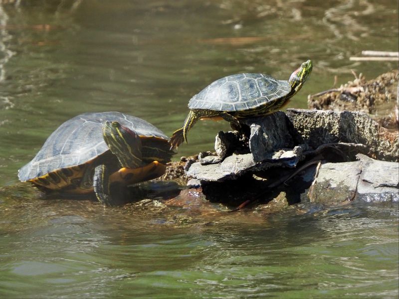 Turtle ecstasy