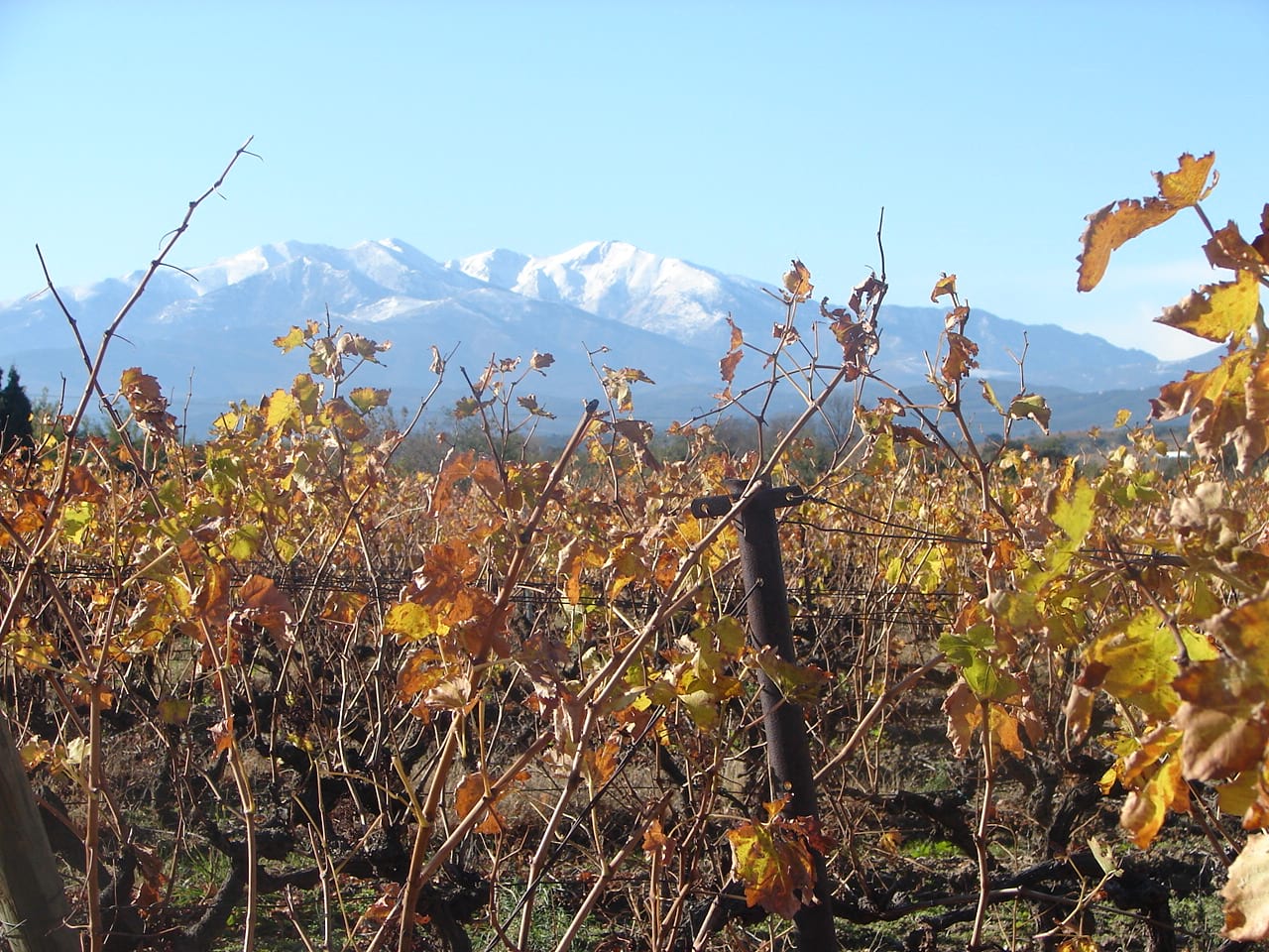 vines and canigou