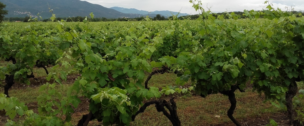 Vineyard in June