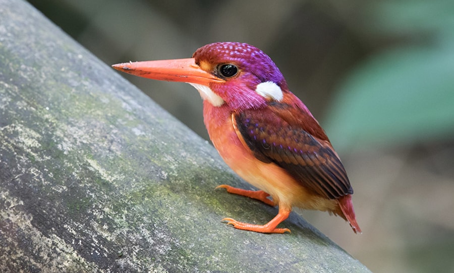 oiseau rare bird