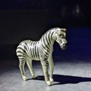 Zebra on stage
