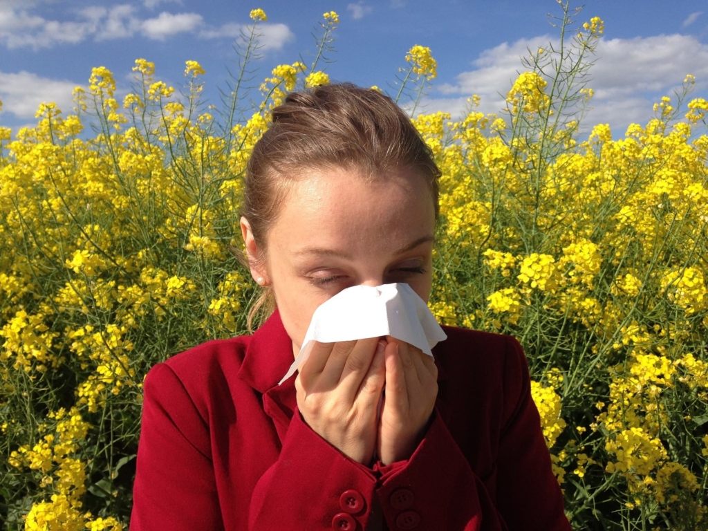 allergy hayfever