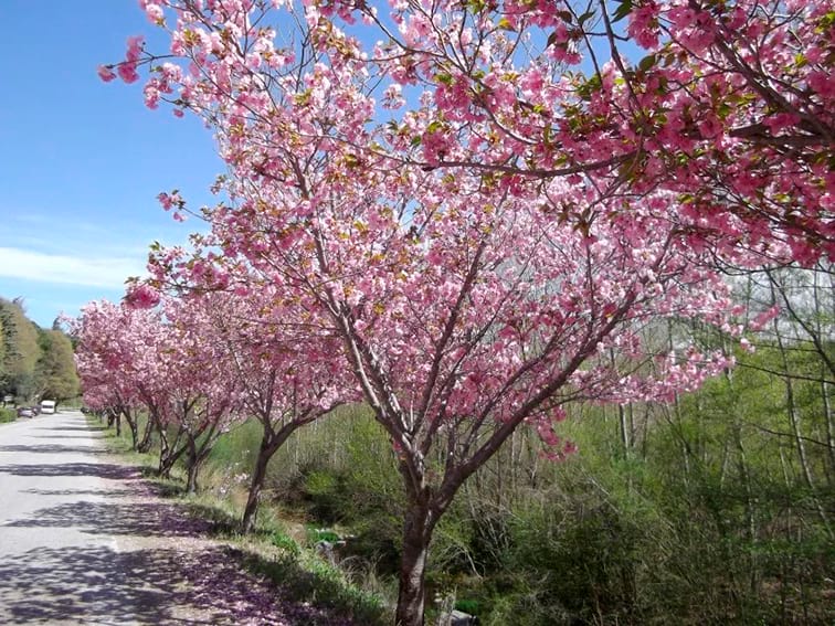 amelie cherry blossom (2)