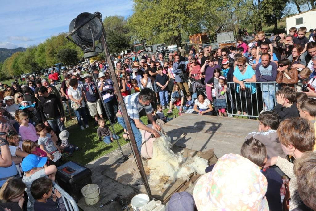 Foire des eleveurs