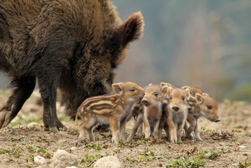 Hunting in France:The Boar Wars