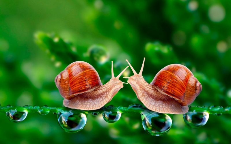 snail