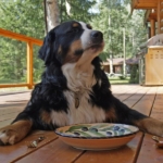 pet sitting