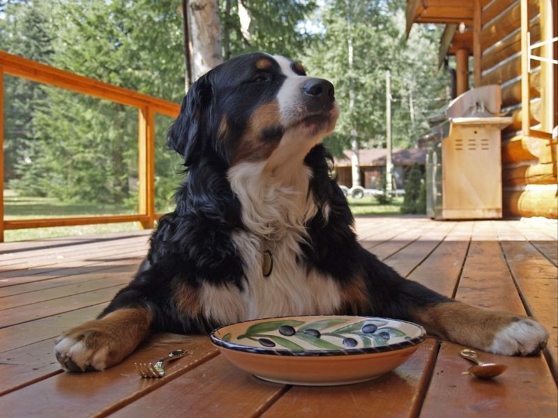 pet sitting