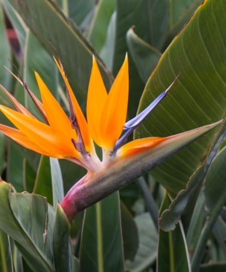 bird of paradise