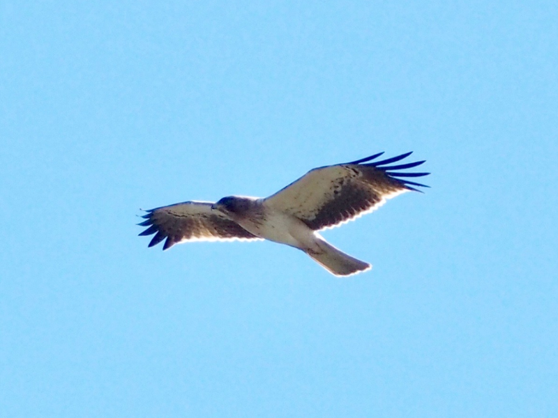 booted eagle po naturally