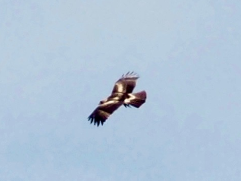 booted eagle po naturally